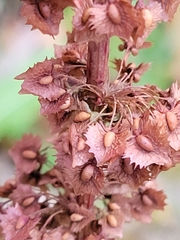 Rumex stenophyllus