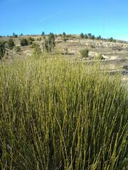 Genista cinerea