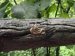 Bothriechis schlegelii