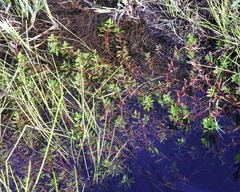 Laurembergia repens