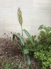 Sorghum