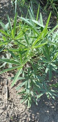 Lupinus albescens