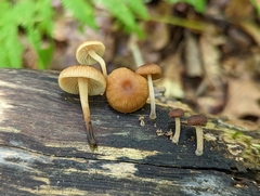 Collybiopsis dichroa