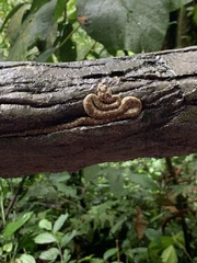 Bothriechis schlegelii