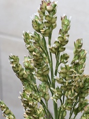 Sorghum