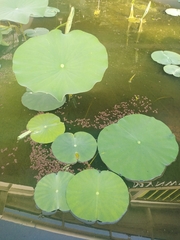 Nelumbo