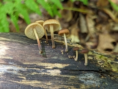 Collybiopsis dichroa