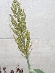 Sorghum