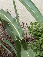 Sorghum