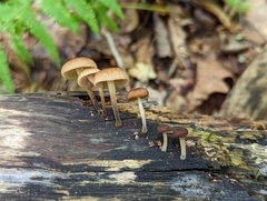 Collybiopsis dichroa