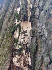 Fomitiporia punctata