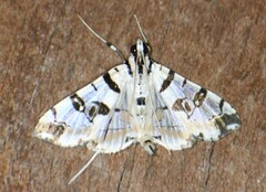 Conchylodes salamisalis