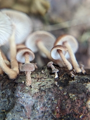 Collybiopsis dichroa