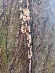 Fomitiporia punctata