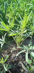 Lupinus albescens