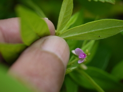 Polygala persicariifolia