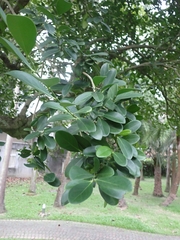 Suregada