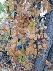 Smilax lasioneura