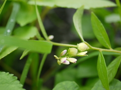 Polygala persicariifolia