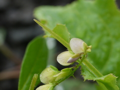 Polygala persicariifolia