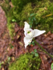 Codonorchis lessonii