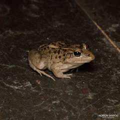 Leptodactylus