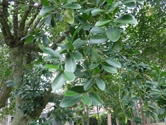 Suregada