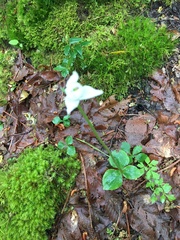 Codonorchis lessonii