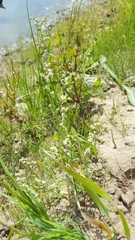 Chenopodium leptophyllum