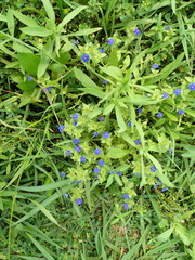 Lysimachia arvensis caerulea