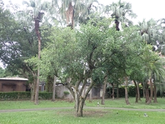 Suregada