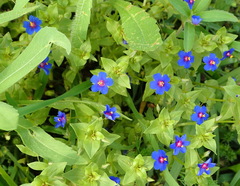 Lysimachia arvensis caerulea