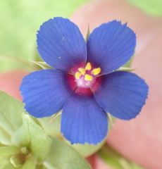 Lysimachia arvensis caerulea