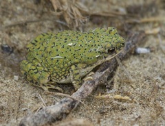 Anaxyrus debilis