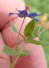 Lysimachia arvensis caerulea