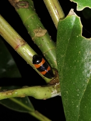 Cosmoscarta abdominalis