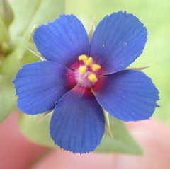 Lysimachia arvensis caerulea