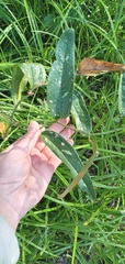 Smilax campestris