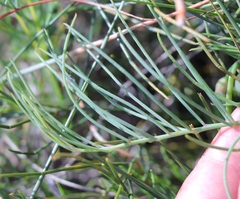 Lebeckia