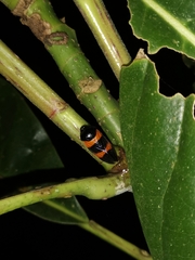 Cosmoscarta abdominalis