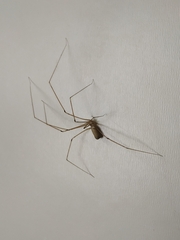 Pholcus phalangioides