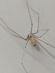 Pholcus phalangioides
