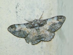Colocleora divisaria