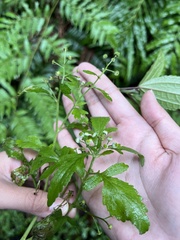 Dichrocephala integrifolia