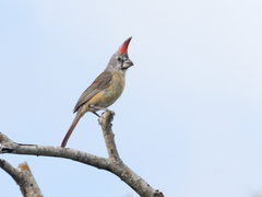 Cardinalis phoeniceus