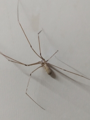 Pholcus phalangioides