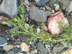Heterotheca oregona