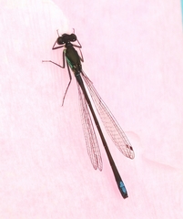 Ischnura denticollis