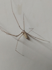 Pholcus phalangioides