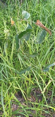 Smilax campestris
